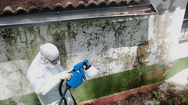 Trusted Black Mold Removal service in Jbsa Randolph, TX - Cheap Mold Removal